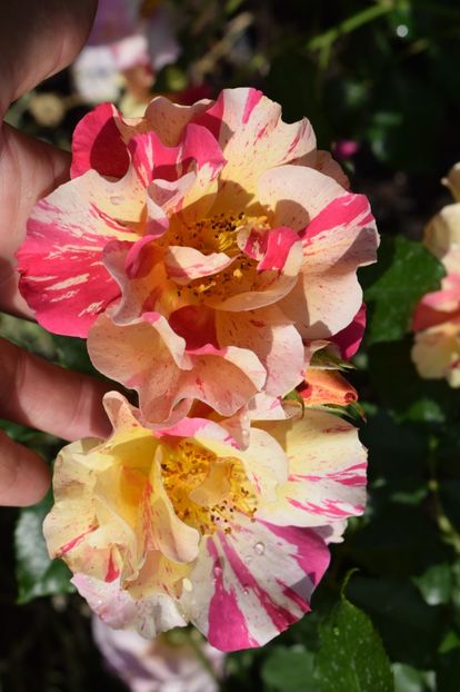  - TRANDAFIRI PRIMAVARA 2018 I