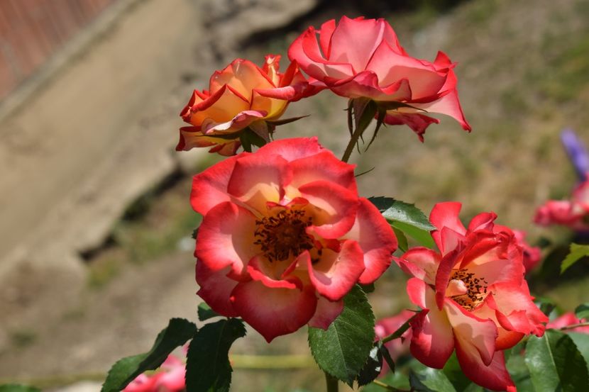  - TRANDAFIRI PRIMAVARA 2018 I