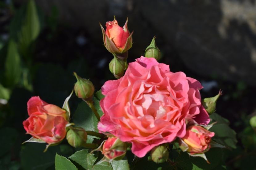  - TRANDAFIRI PRIMAVARA 2018 I