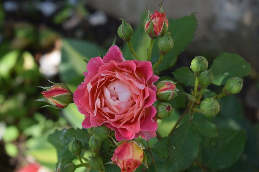  - TRANDAFIRI PRIMAVARA 2018 I