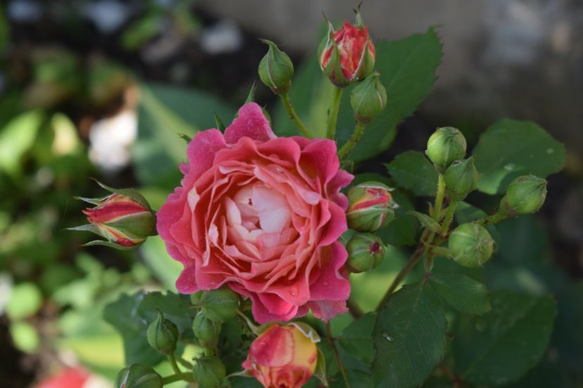  - TRANDAFIRI PRIMAVARA 2018 I