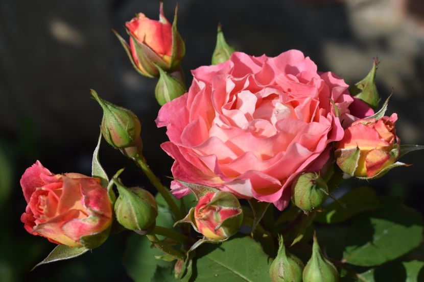  - TRANDAFIRI PRIMAVARA 2018 I