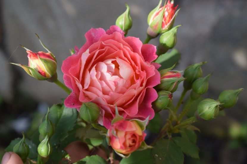  - TRANDAFIRI PRIMAVARA 2018 I