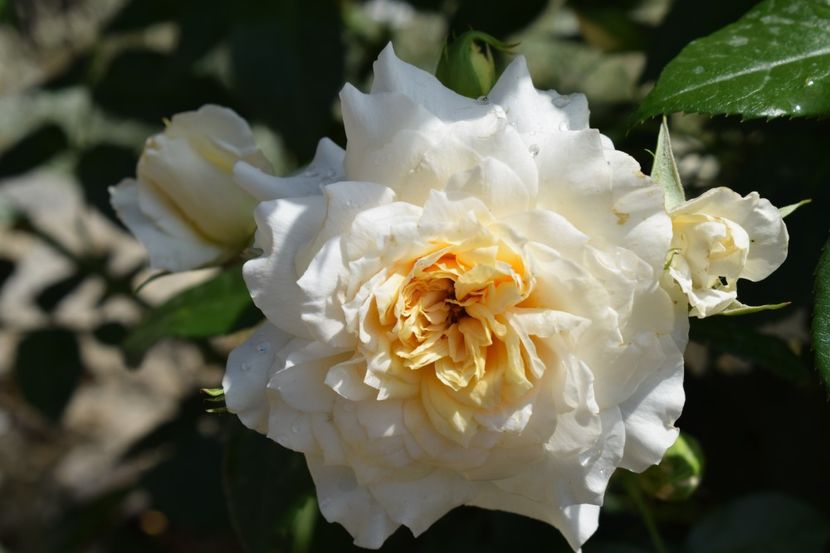  - TRANDAFIRI PRIMAVARA 2018 I