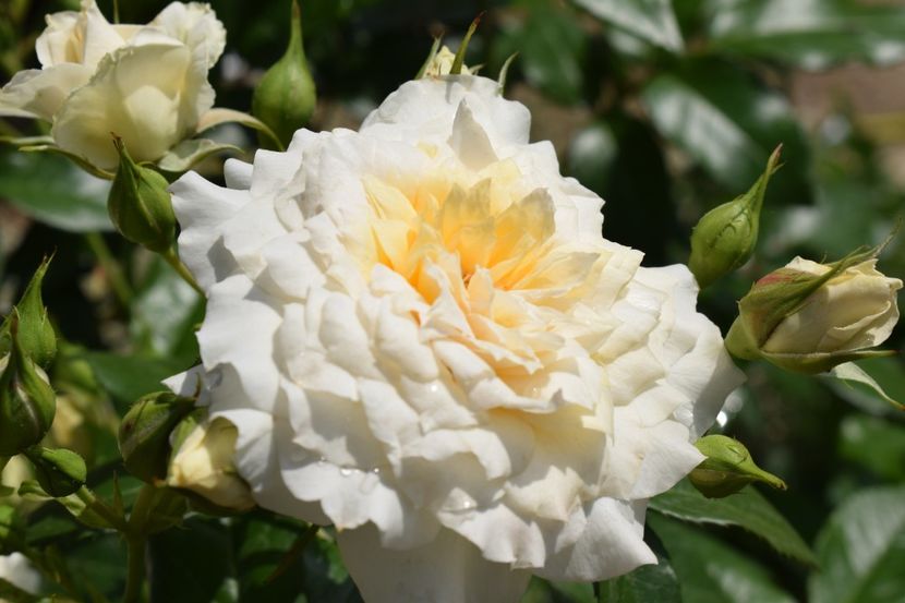  - TRANDAFIRI PRIMAVARA 2018 I