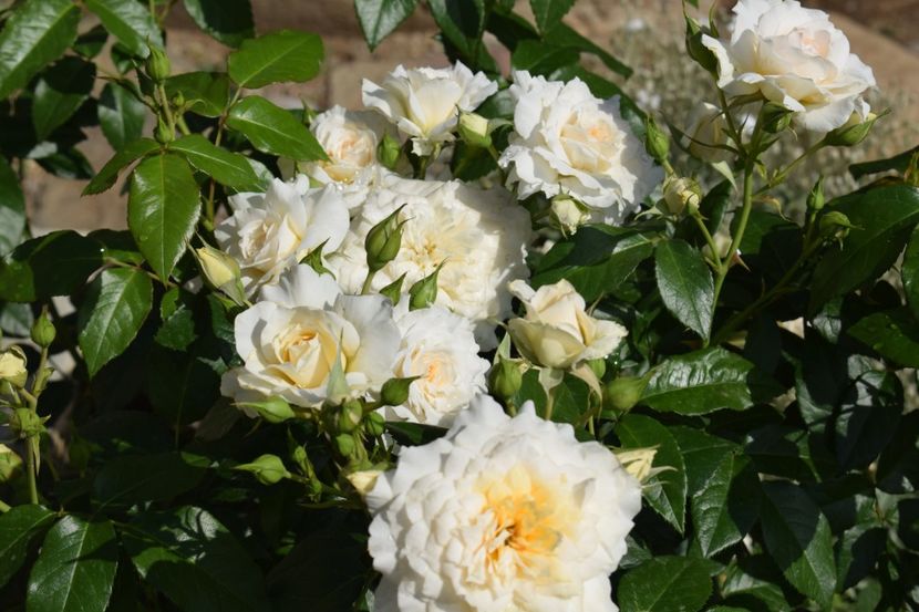  - TRANDAFIRI PRIMAVARA 2018 I