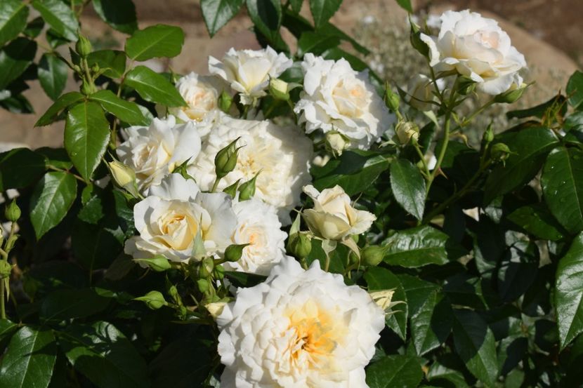  - TRANDAFIRI PRIMAVARA 2018 I