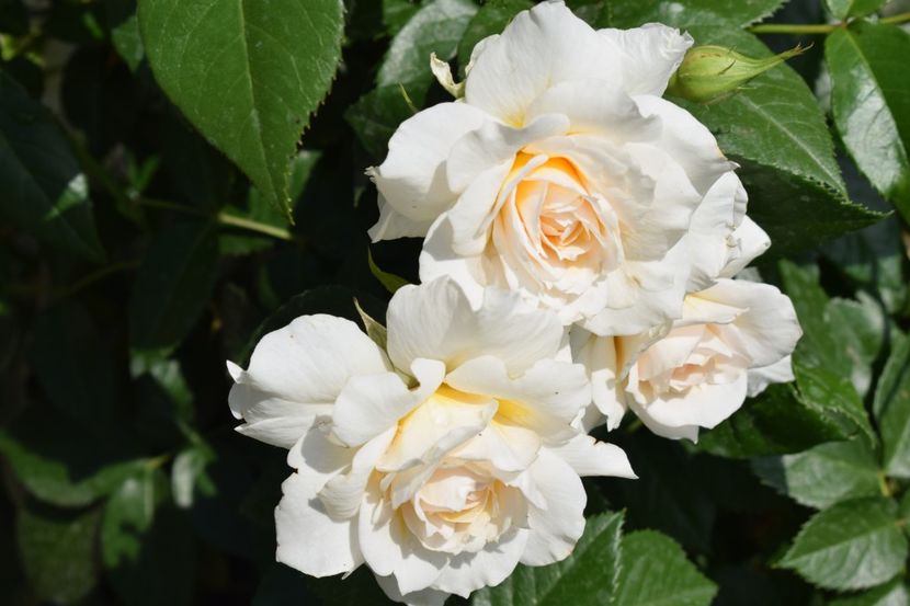  - TRANDAFIRI PRIMAVARA 2018 I