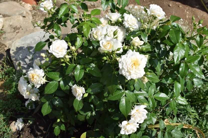  - TRANDAFIRI PRIMAVARA 2018 I