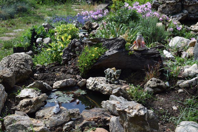  - TRANDAFIRI PRIMAVARA 2018 I