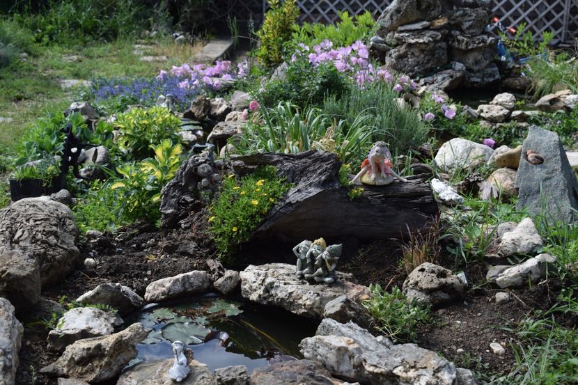  - TRANDAFIRI PRIMAVARA 2018 I