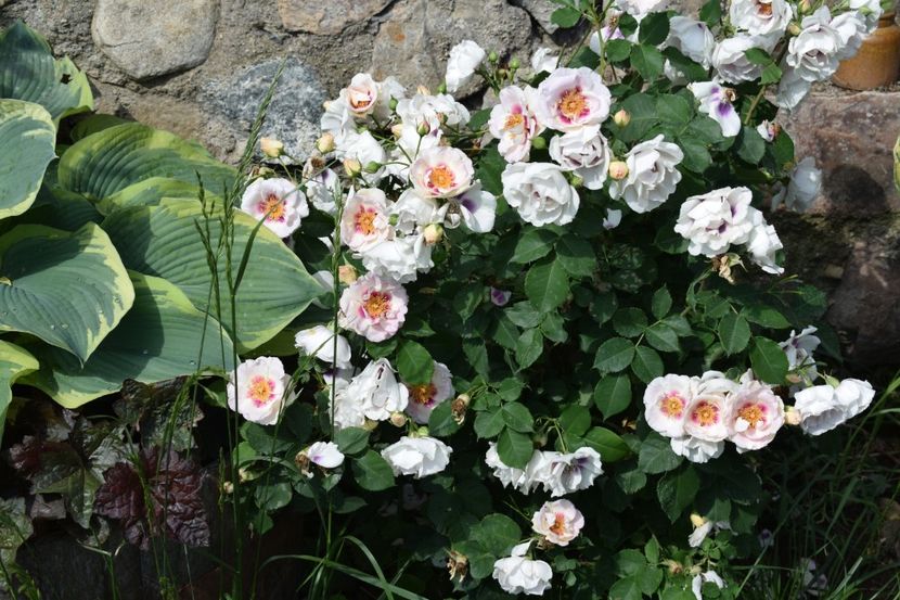  - TRANDAFIRI PRIMAVARA 2018 I