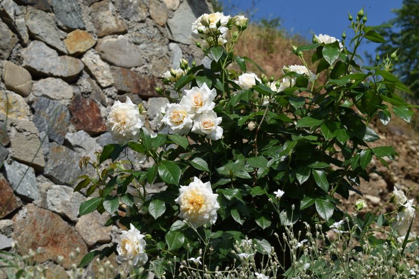  - TRANDAFIRI PRIMAVARA 2018 I