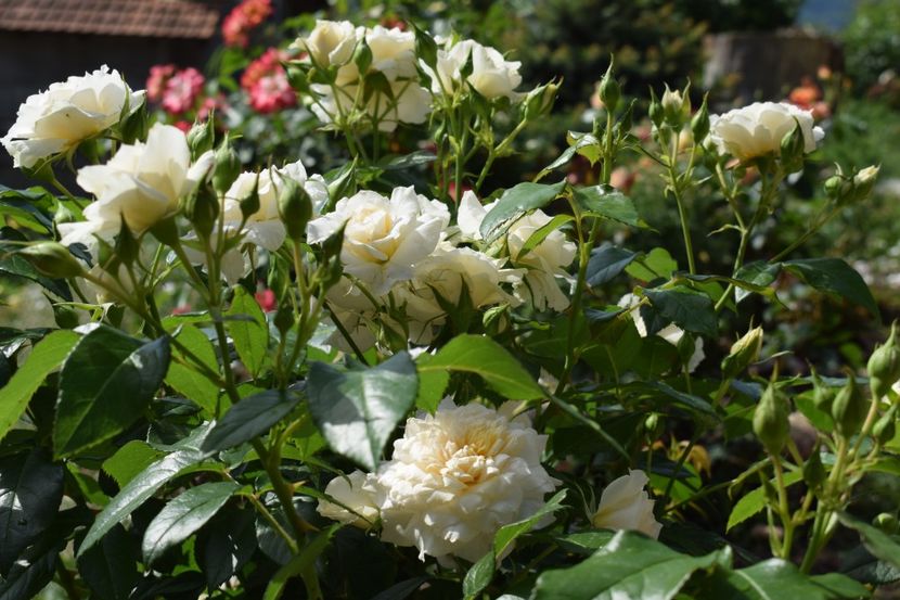  - TRANDAFIRI PRIMAVARA 2018 I