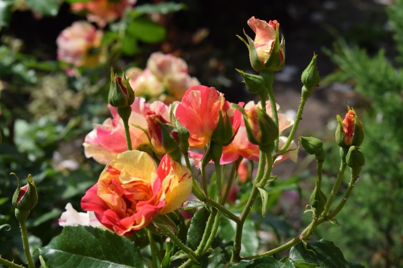  - TRANDAFIRI PRIMAVARA 2018 I