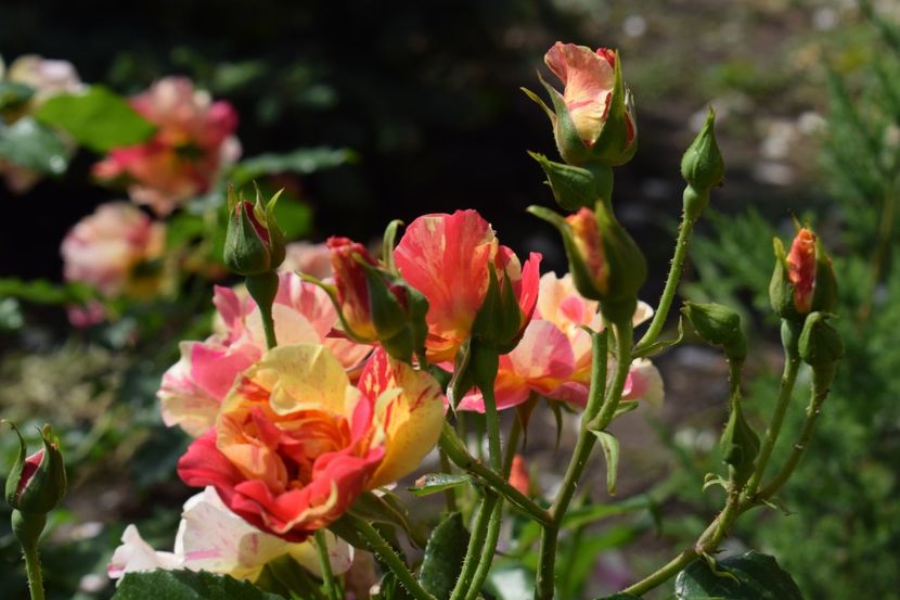  - TRANDAFIRI PRIMAVARA 2018 I