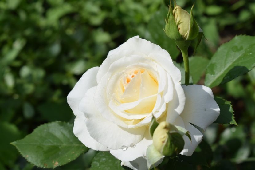  - TRANDAFIRI PRIMAVARA 2018 I