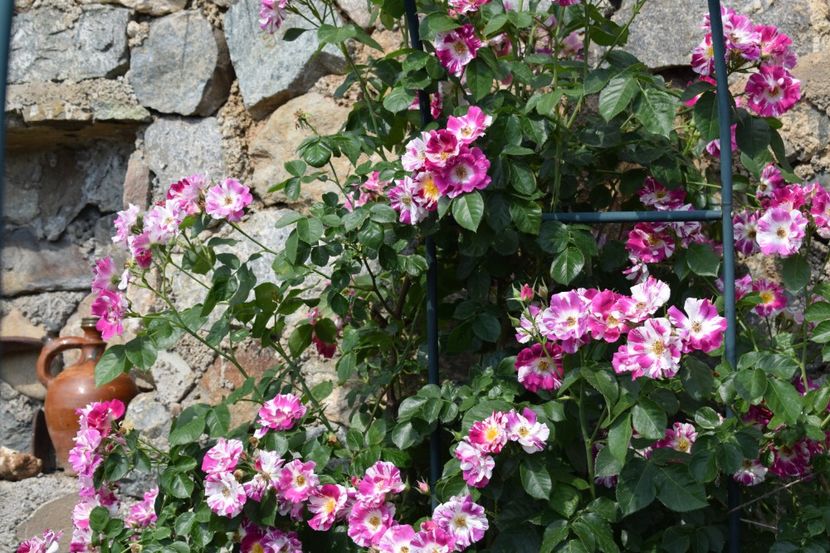  - TRANDAFIRI PRIMAVARA 2018 I