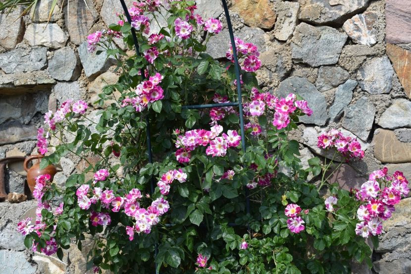  - TRANDAFIRI PRIMAVARA 2018 I