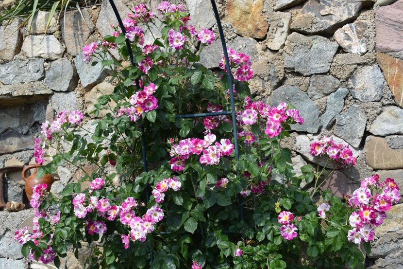  - TRANDAFIRI PRIMAVARA 2018 I