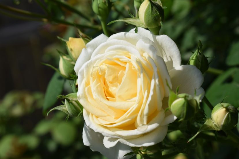  - TRANDAFIRI PRIMAVARA 2018 I