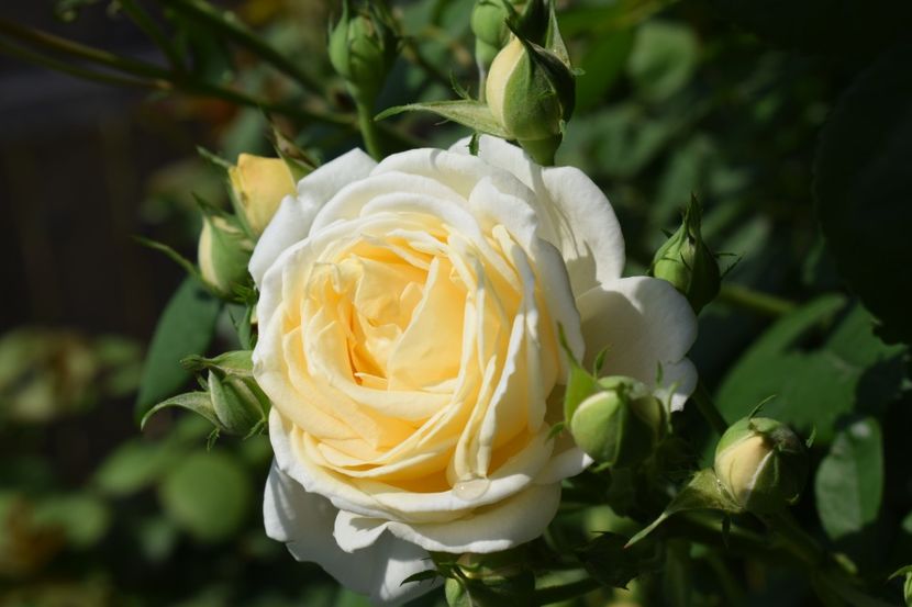  - TRANDAFIRI PRIMAVARA 2018 I