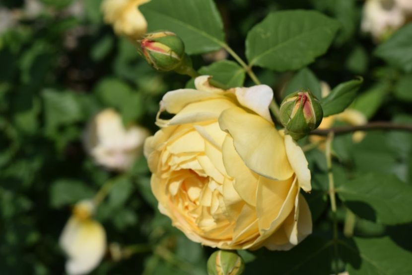  - TRANDAFIRI PRIMAVARA 2018 I