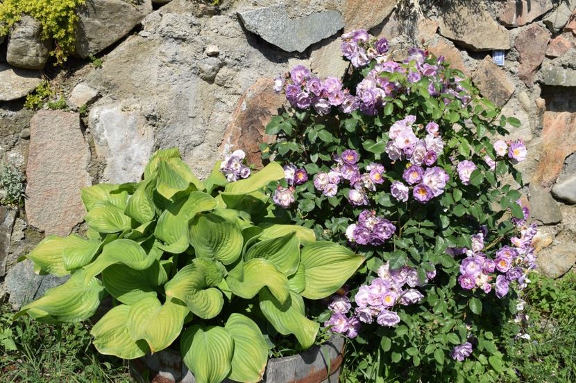  - TRANDAFIRI PRIMAVARA 2018 I