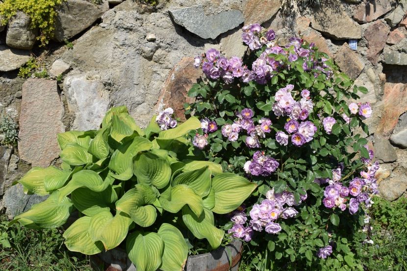  - TRANDAFIRI PRIMAVARA 2018 I