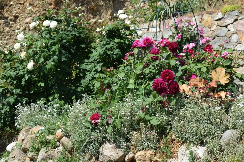  - TRANDAFIRI PRIMAVARA 2018 I