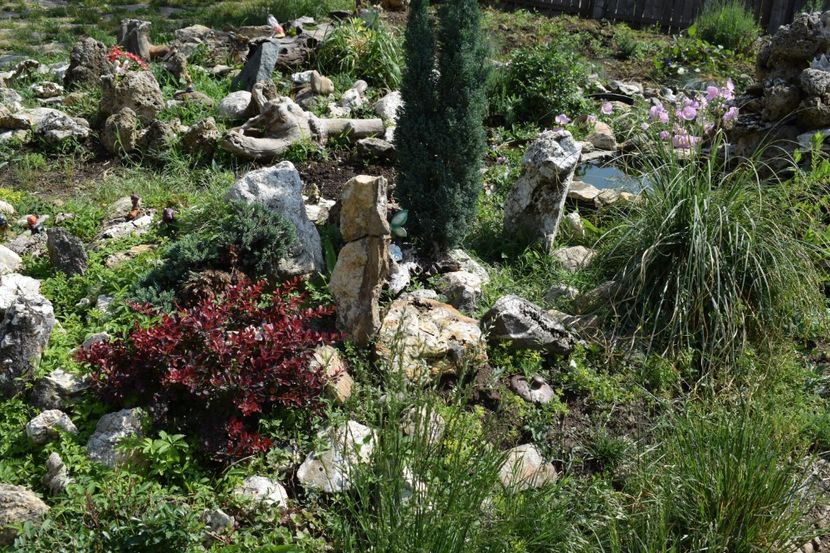  - TRANDAFIRI PRIMAVARA 2018 I