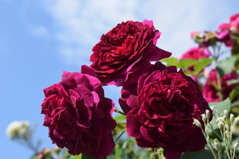  - TRANDAFIRI PRIMAVARA 2018 I