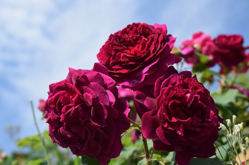  - TRANDAFIRI PRIMAVARA 2018 I