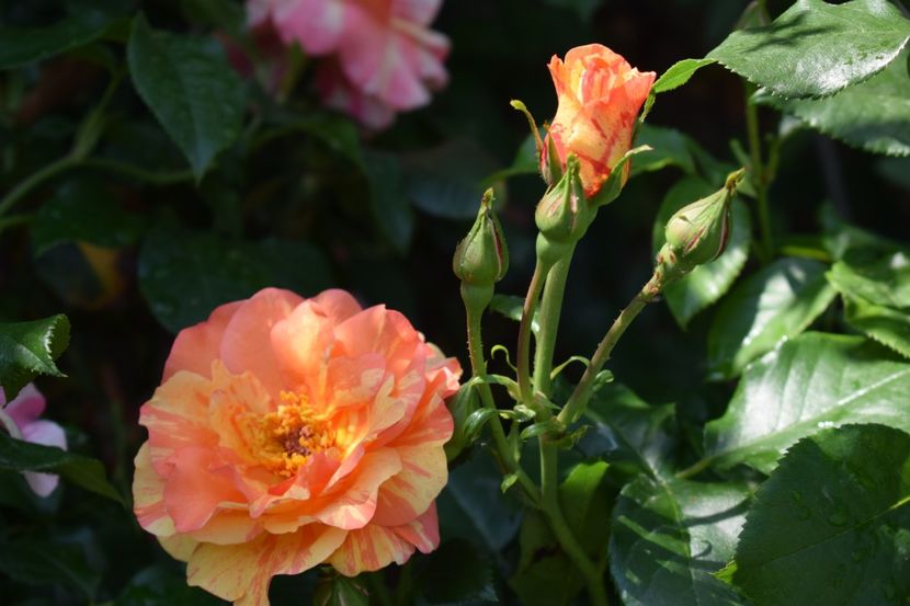  - TRANDAFIRI PRIMAVARA 2018 I