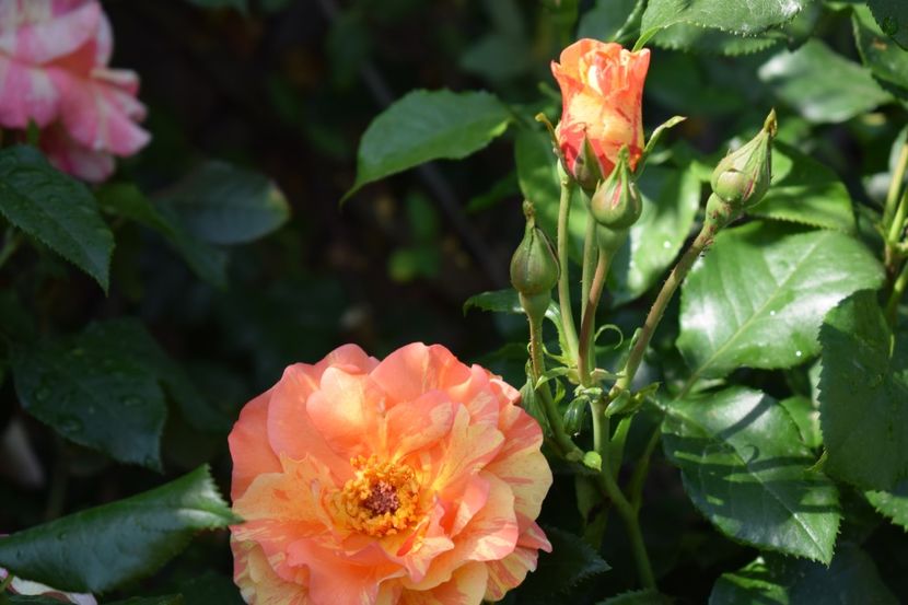  - TRANDAFIRI PRIMAVARA 2018 I