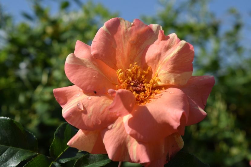  - TRANDAFIRI PRIMAVARA 2018 I