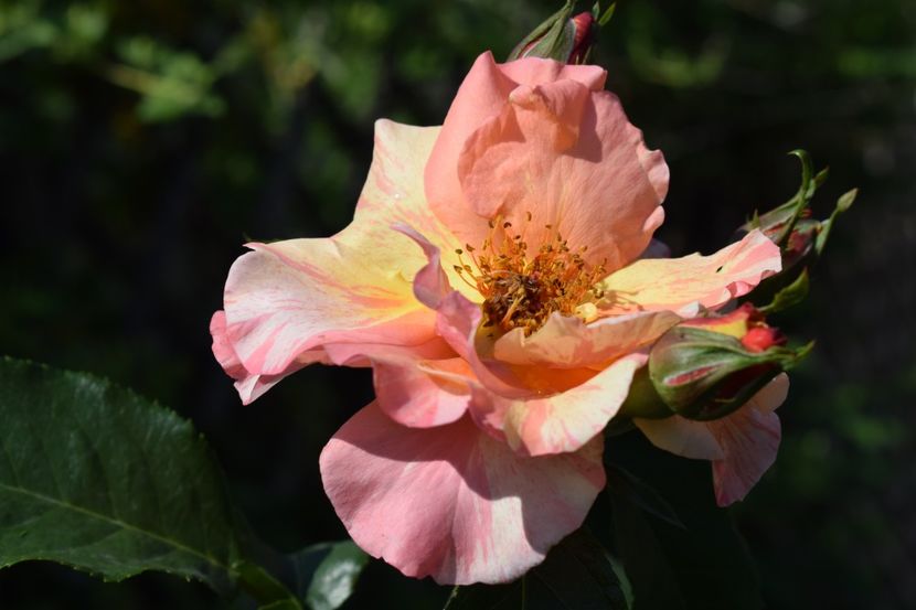  - TRANDAFIRI PRIMAVARA 2018 I