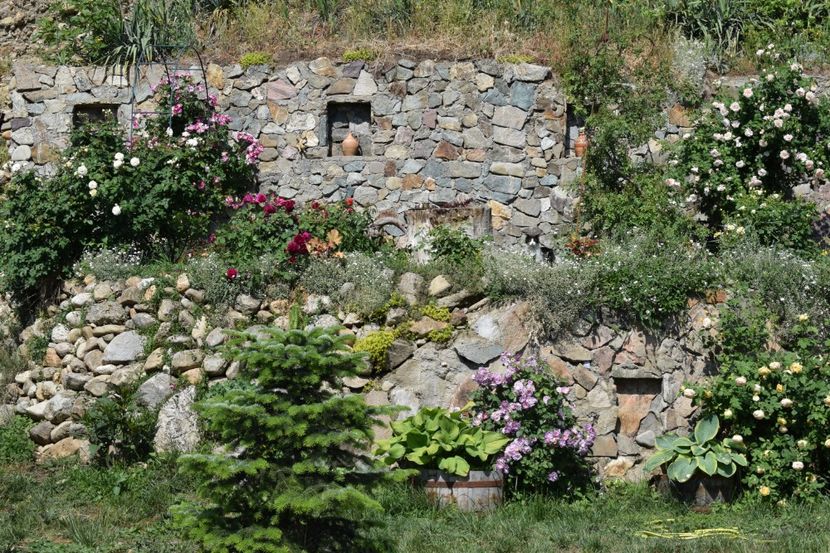  - TRANDAFIRI PRIMAVARA 2018 I