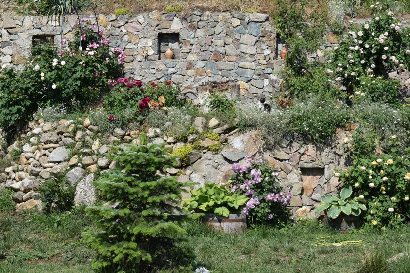  - TRANDAFIRI PRIMAVARA 2018 I