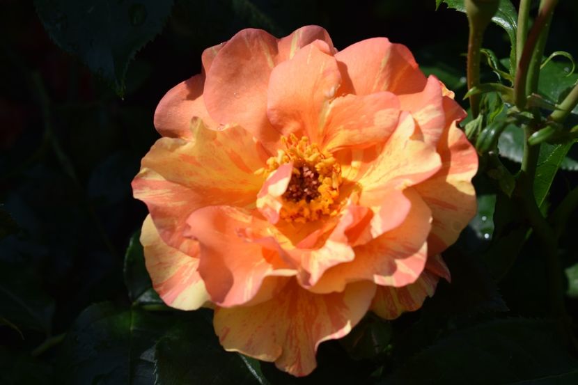  - TRANDAFIRI PRIMAVARA 2018 I