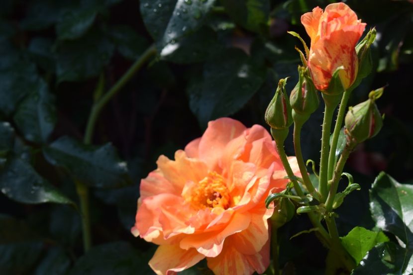  - TRANDAFIRI PRIMAVARA 2018 I