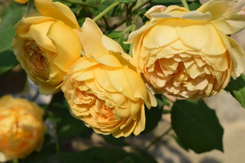  - TRANDAFIRI PRIMAVARA 2018 I