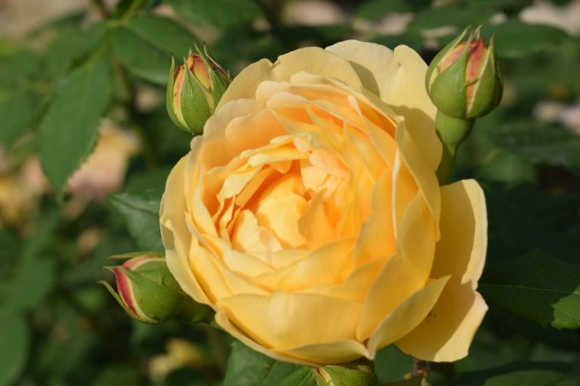  - TRANDAFIRI PRIMAVARA 2018 I