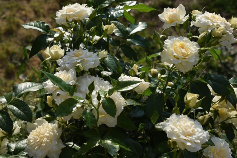  - TRANDAFIRI PRIMAVARA 2018 I