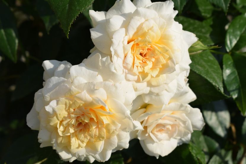  - TRANDAFIRI PRIMAVARA 2018 I