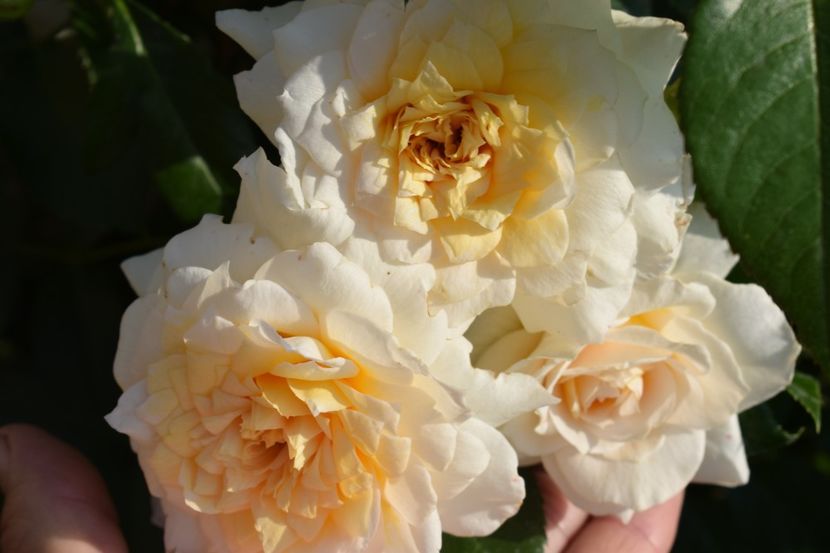  - TRANDAFIRI PRIMAVARA 2018 I