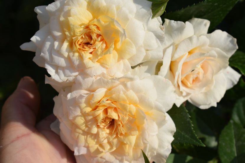  - TRANDAFIRI PRIMAVARA 2018 I