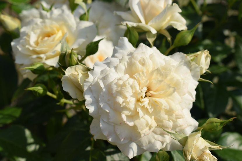  - TRANDAFIRI PRIMAVARA 2018 I