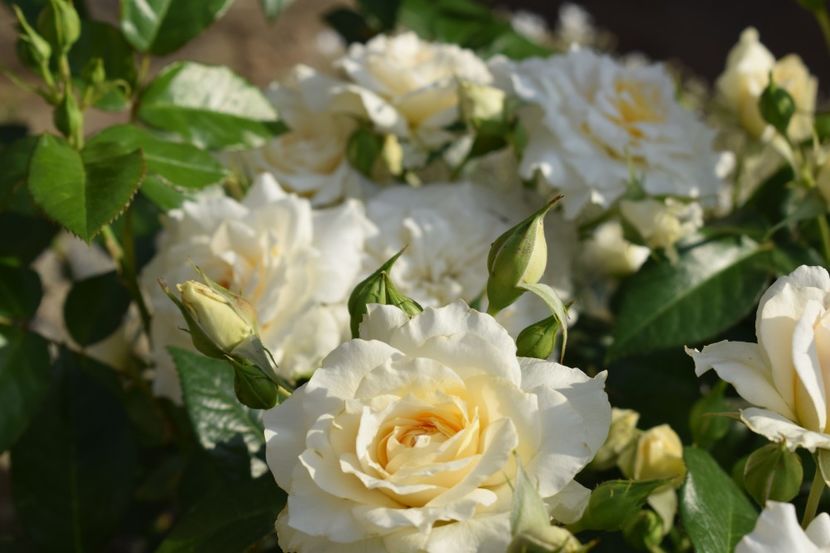  - TRANDAFIRI PRIMAVARA 2018 I