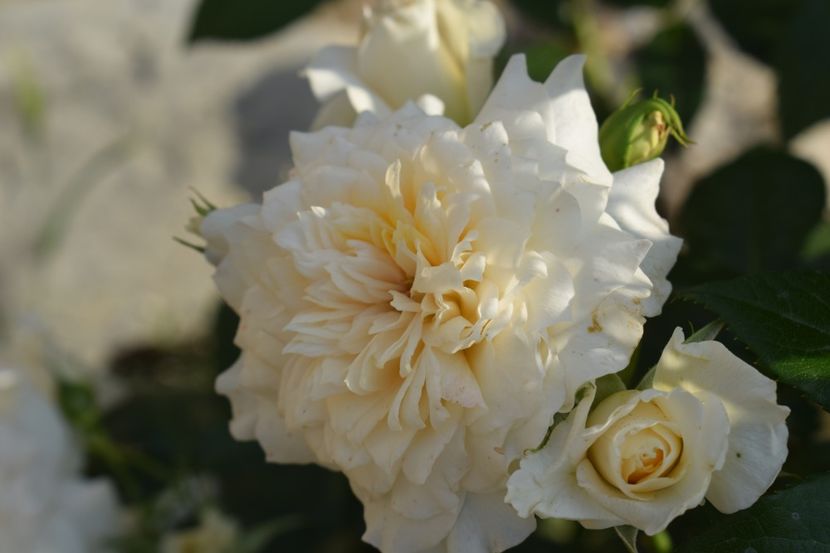  - TRANDAFIRI PRIMAVARA 2018 I